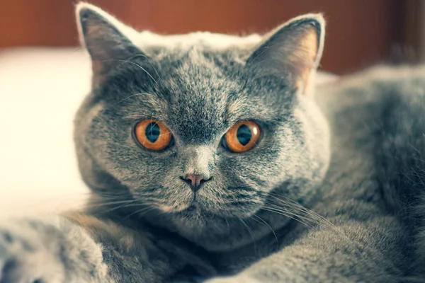 Macska Gyönyörű Macska Szeme Bajusz Macska Fekszik Ágyban — Stock Fotó