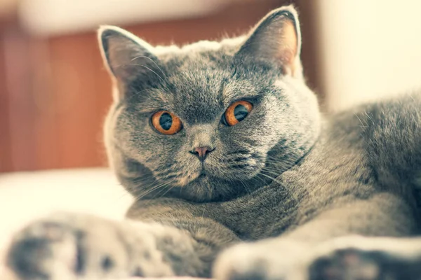 cat face, beautiful cat eyes and mustache, the cat lies on the bed