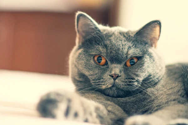 cat face, beautiful cat eyes and mustache, the cat lies on the bed