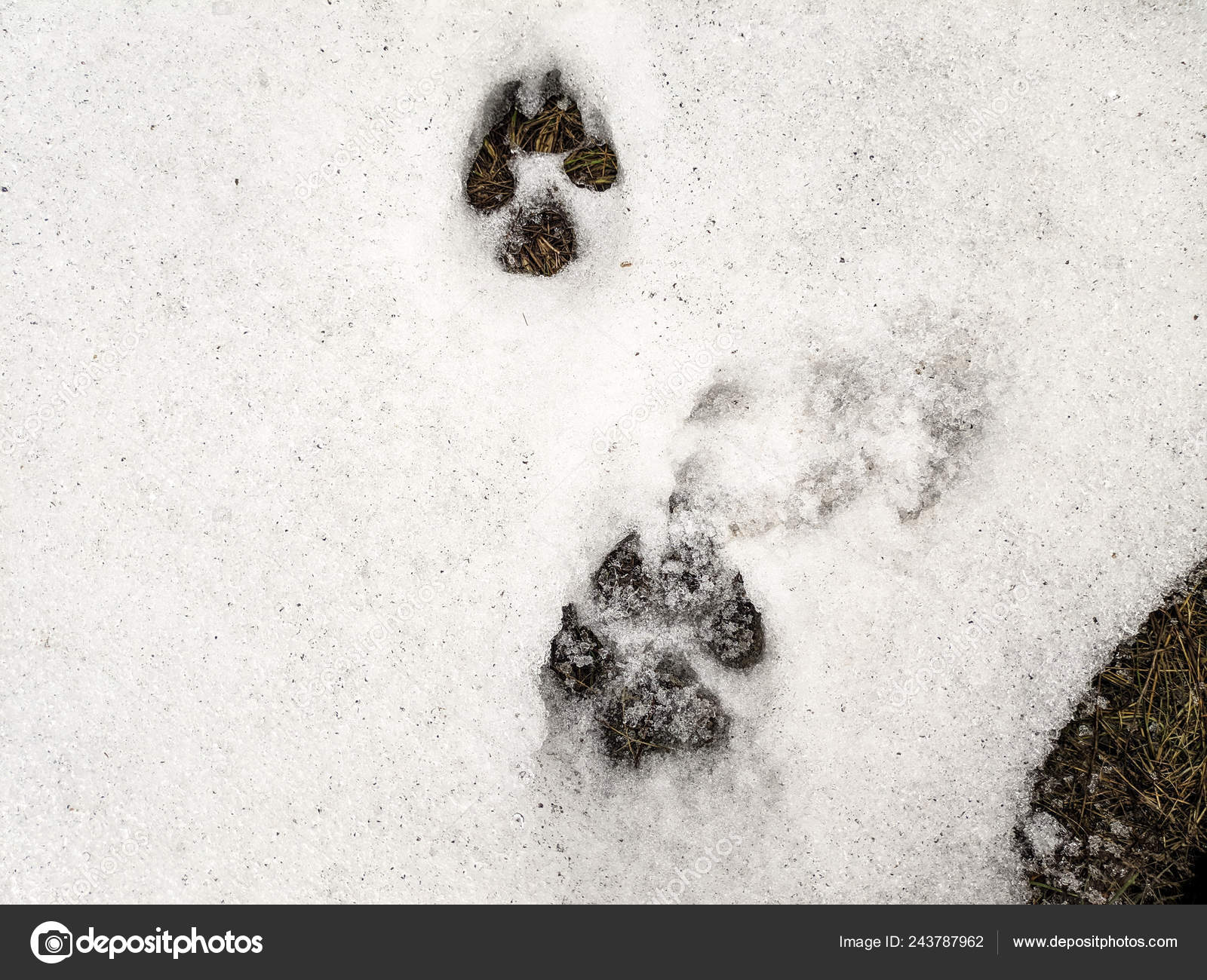 Lille bitte træthed stenografi Paw Prints Snow Paws Dog Wolf Stock Photo by ©fotolubitel2017 243787962