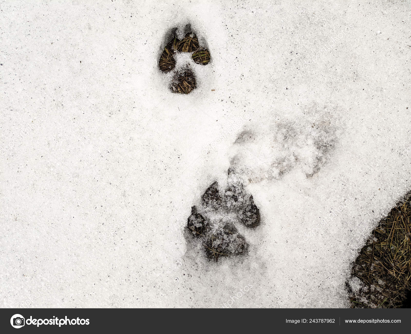 Wolf Paw Vs Dog Paw