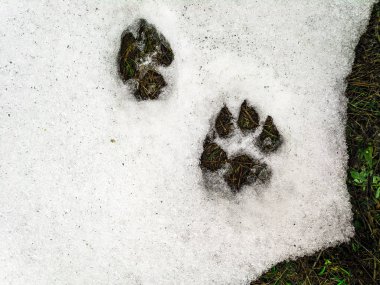 kar altında ilk ot, bahar tezcan yazdırır pençeleri kar üzerinde bir köpek ve bir kurt pençeleri,
