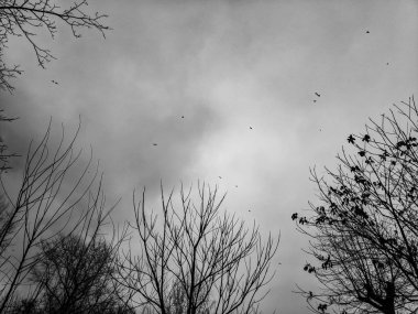 gökyüzü, kuş ve ağaç dalları, bir bulutlu gökyüzü, yağmurlu hava kuşlar sürüsü,