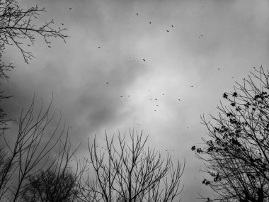 gökyüzü, kuş ve ağaç dalları, bir bulutlu gökyüzü, yağmurlu hava kuşlar sürüsü,