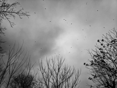 gökyüzü, kuş ve ağaç dalları, bir bulutlu gökyüzü, yağmurlu hava kuşlar sürüsü,