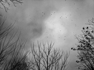 gökyüzü, kuş ve ağaç dalları, bir bulutlu gökyüzü, yağmurlu hava kuşlar sürüsü,