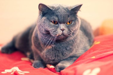 yatak, kedi yüz, kedi gözleri ve bıyık, İngiliz kedi güzel kedi