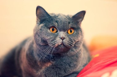 yatak, kedi yüz, kedi gözleri ve bıyık, İngiliz kedi güzel kedi