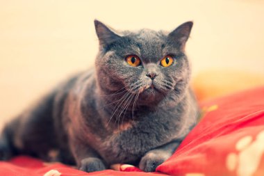 yatak, kedi yüz, kedi gözleri ve bıyık, İngiliz kedi güzel kedi