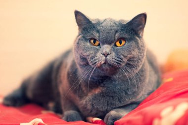 yatak, kedi yüz, kedi gözleri ve bıyık, İngiliz kedi güzel kedi