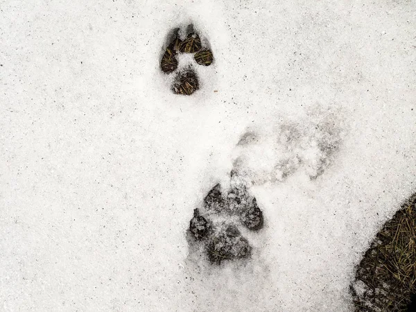 paw prints on the snow, paws of a dog and a wolf,