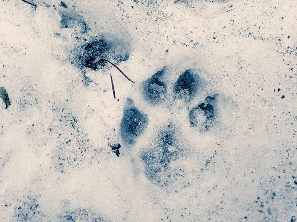 paw prints on the snow, paws of a dog and a wolf,