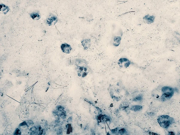 paw prints on the snow, paws of a dog and a wolf,