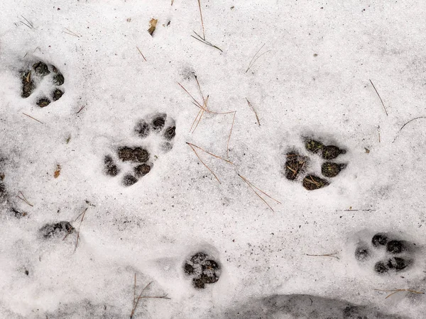 paw prints on the snow, paws of a dog and a wolf,