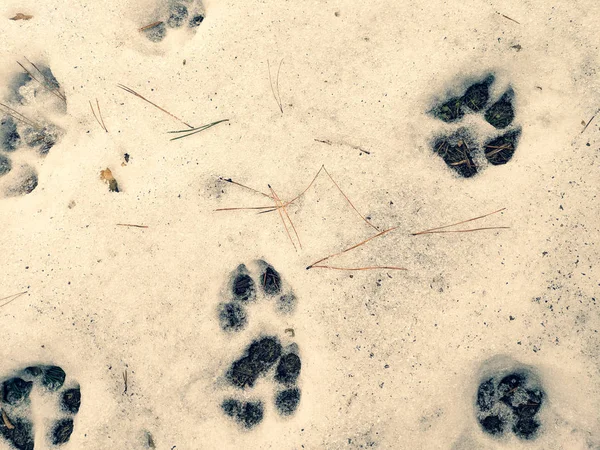 paw prints on the snow, paws of a dog and a wolf,