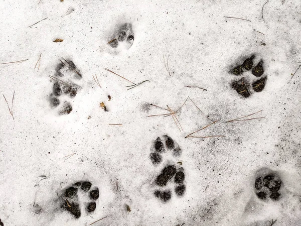 paw prints on the snow, paws of a dog and a wolf,
