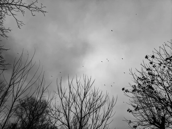 Зграя Птахів Небі Птахи Гілки Дерев Розквітле Небо Дощова Погода — стокове фото