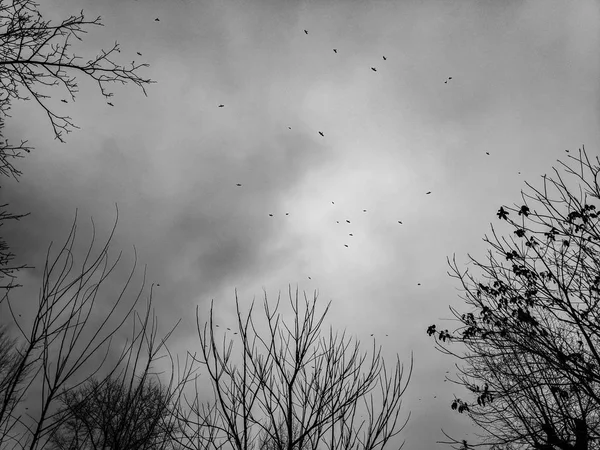 Hejno Ptáků Obloze Ptáků Strom Větví Zatažené Oblohy Deštivé Počasí — Stock fotografie