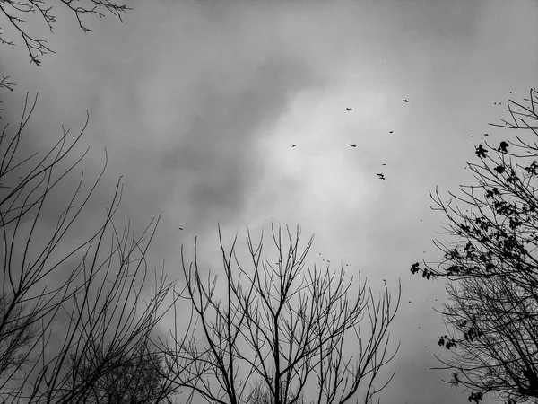 a flock of birds in the sky, birds and tree branches, an overcast sky, rainy weather,