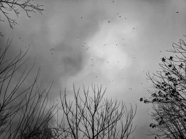 a flock of birds in the sky, birds and tree branches, an overcast sky, rainy weather,