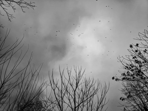 Hejno Ptáků Obloze Ptáků Strom Větví Zatažené Oblohy Deštivé Počasí — Stock fotografie