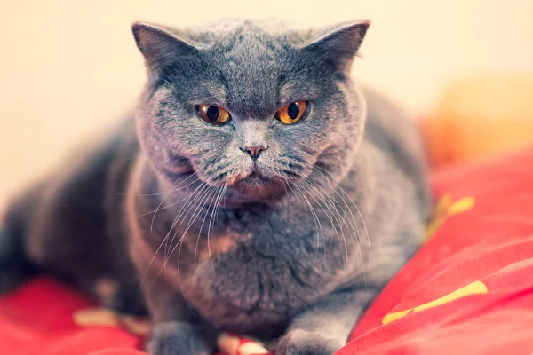 Красивая Кошка Кровати Кошачье Лицо Кошачьи Глаза Усы Британская Кошка — стоковое фото