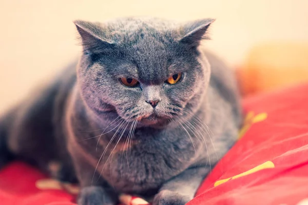 Beautiful Cat Bed Cat Face Cat Eyes Mustache British Cat — Stock Photo, Image