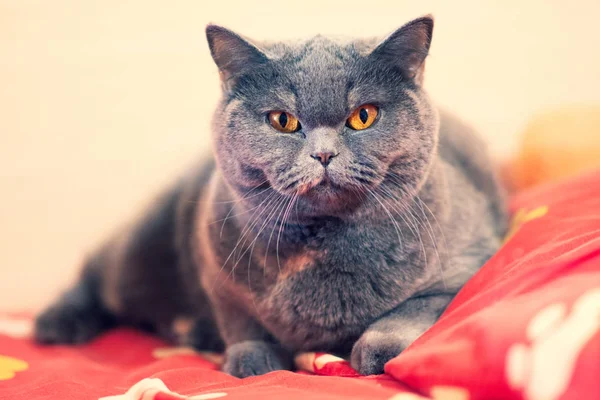 beautiful cat on the bed, cat face, cat's eyes and mustache, British cat