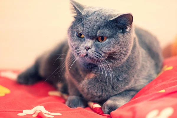 Gato Bonito Cama Cara Gato Olhos Gato Bigode Gato Britânico — Fotografia de Stock