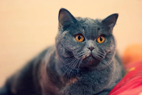 美丽的猫在床上 猫的脸 猫的眼睛和胡子 英国猫 — 图库照片