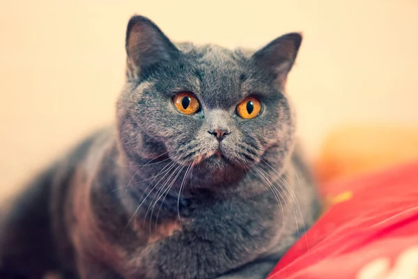 beautiful cat on the bed, cat face, cat's eyes and mustache, British cat