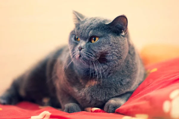 Hermoso Gato Cama Cara Gato Ojos Gato Bigote Gato Británico — Foto de Stock