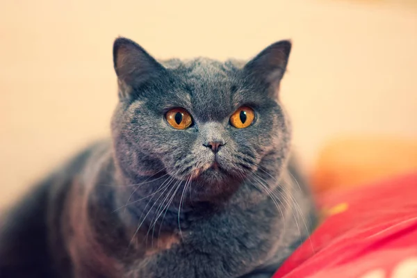 고양이 고양이 콧수염 고양이에 고양이 — 스톡 사진