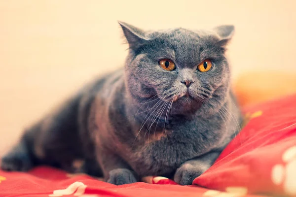 Gato Bonito Cama Cara Gato Olhos Gato Bigode Gato Britânico — Fotografia de Stock