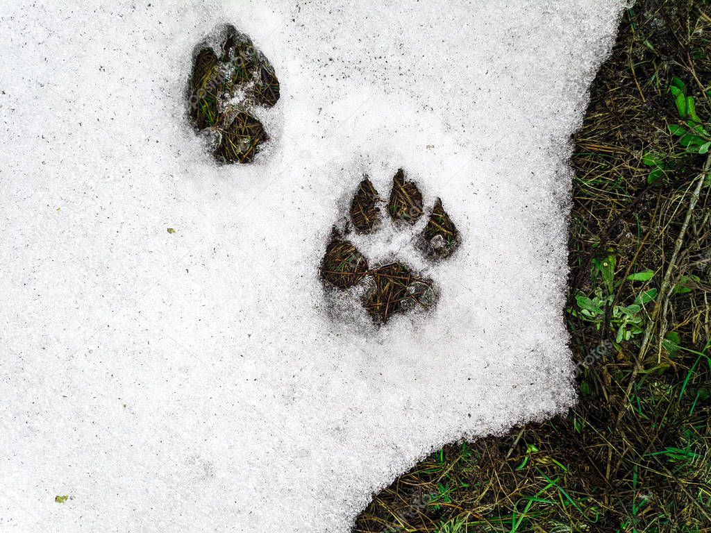 the first grass under the snow, the spring thaw prints of paws on the snow, the paws of a dog and a wolf,