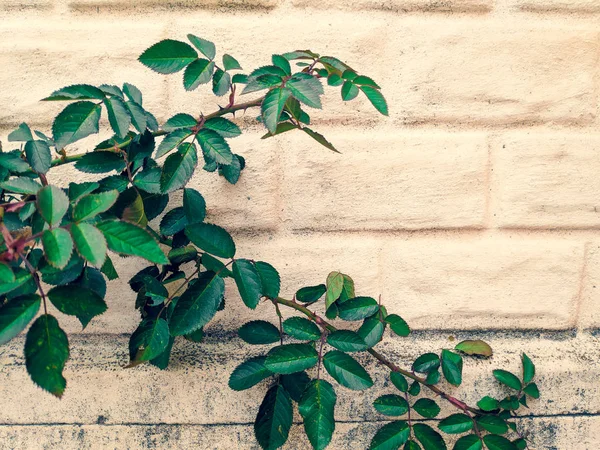 Hojas Rosas Tallo Verde Rosas Contra Pared — Foto de Stock