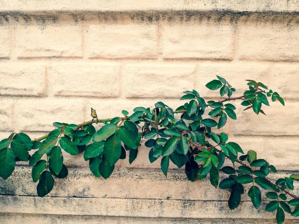 rose leaves, green stem of roses against the wall,
