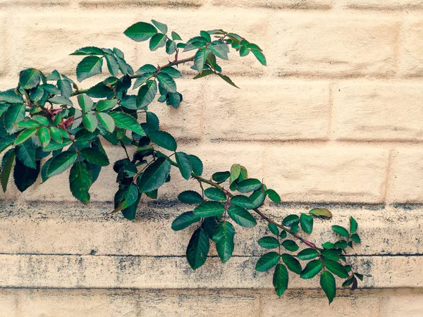 rose leaves, green stem of roses against the wall,