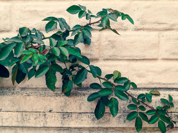 Hojas Rosas Tallo Verde Rosas Contra Pared — Foto de Stock