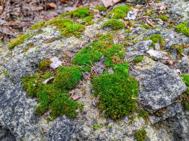 güzel yeşil yosun taş