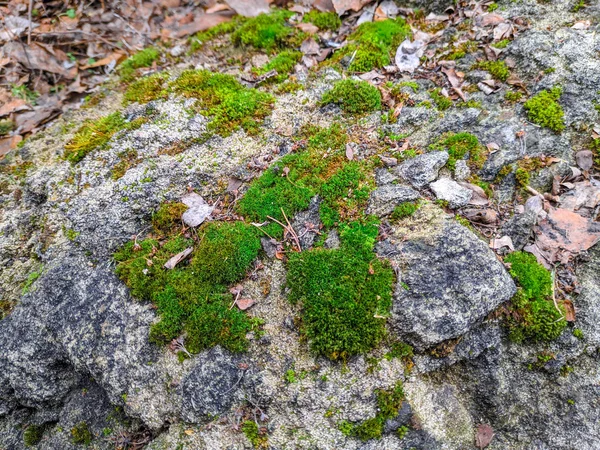 石头上美丽的绿色苔藓 — 图库照片