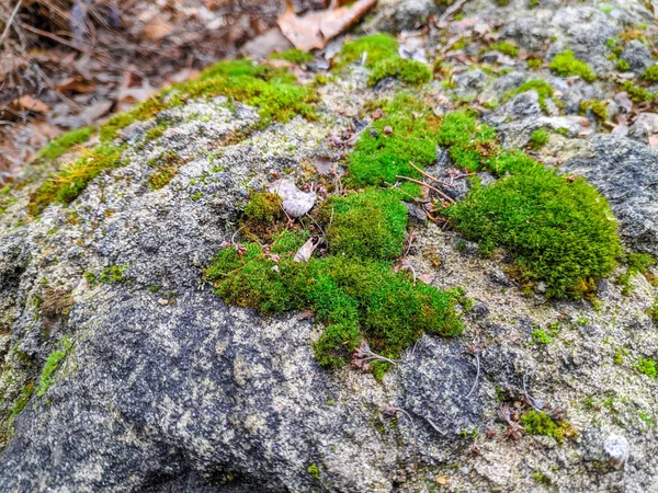 Όμορφα Πράσινα Βρύα Στην Πέτρα — Φωτογραφία Αρχείου