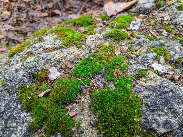 Vacker Grön Mossa Stenen — Stockfoto