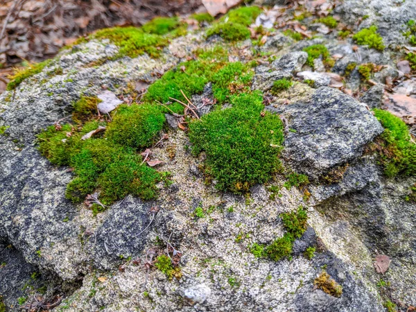 Schönes Grünes Moos Auf Dem Stein — Stockfoto