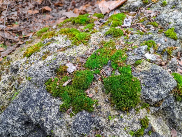 Schönes Grünes Moos Auf Dem Stein — Stockfoto