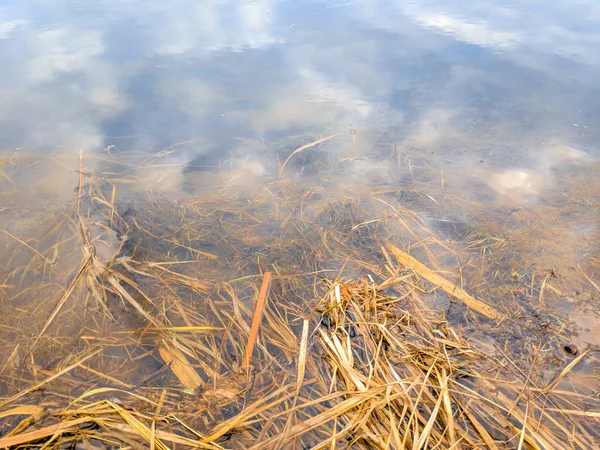 Klares Wasser Schilf Und Algen Wasser — Stockfoto