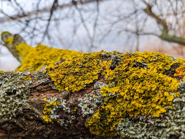 Belo Musgo Verde Uma Árvore — Fotografia de Stock