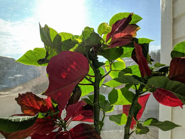 Vacker Blomma Fönster Stora Blad Och Röda Blommor — Stockfoto