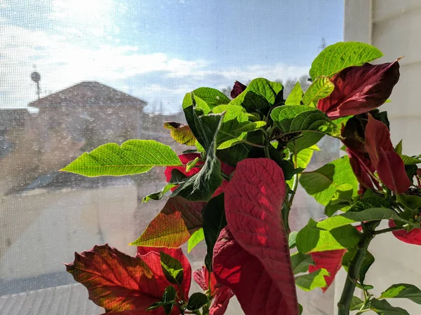 Hermosa Flor Ventana Hojas Grandes Verdes Flores Rojas —  Fotos de Stock