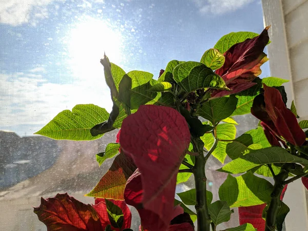 Hermosa Flor Ventana Hojas Grandes Verdes Flores Rojas —  Fotos de Stock